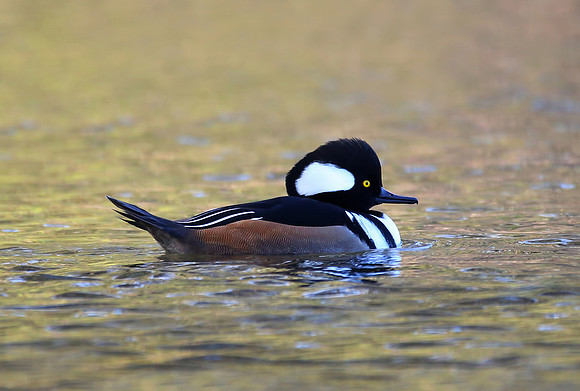 Hooded Merganser