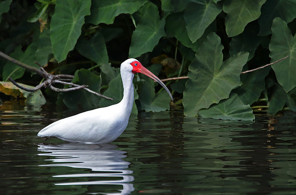 White Ibis