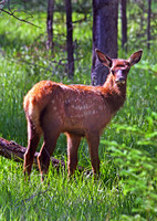 Elk Calf1_R3