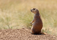 0N4A7488