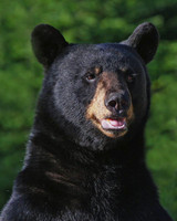 Bear_Upright
