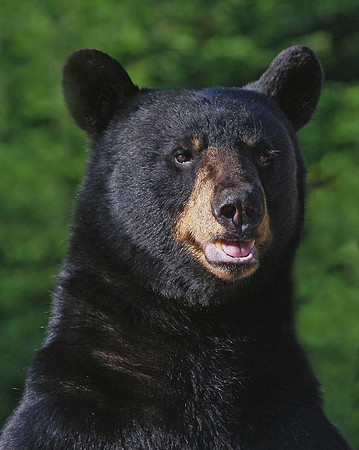 Bear_Upright
