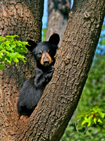 Z-Black Bear Cub2