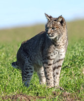 Bobcats