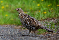Grouse