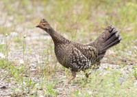 Grouse