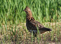 Grouse3
