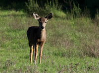 Black-tailed Deer