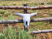 Cow Skull2