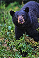 Black Bear