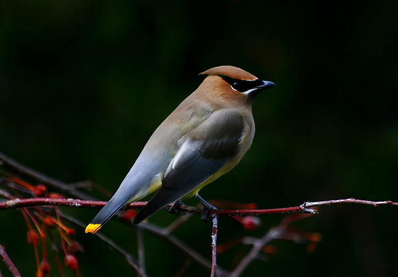Cedar Waxwing