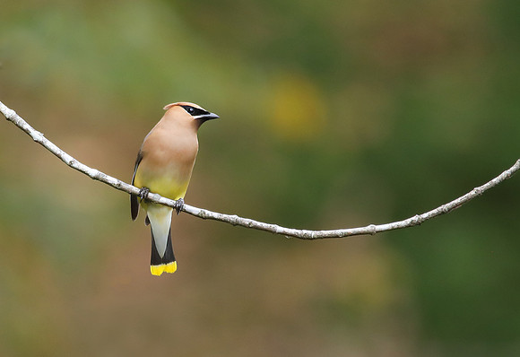 Cedar Waxwing WV