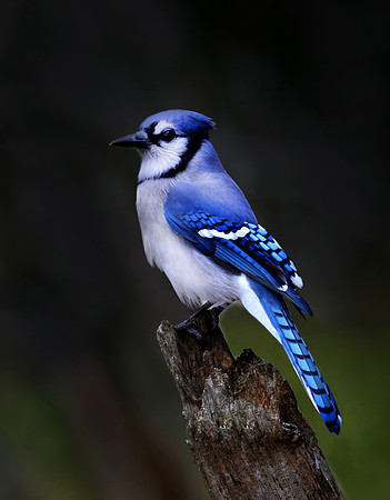 Blue Jay X