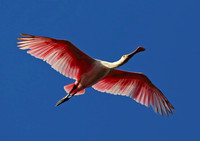 Spoonbill in flight