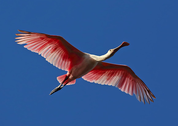 Spoonbill in flight