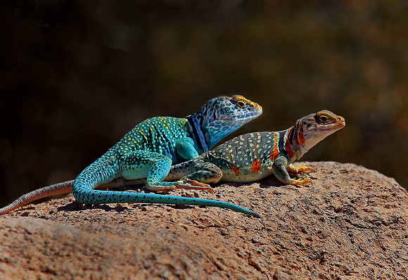 Collared Lizards_x