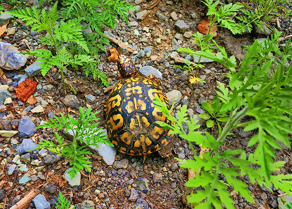 Box Turtle_r2