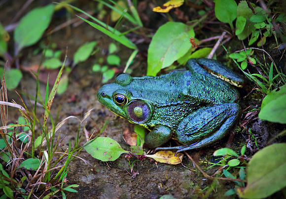 Green Frog