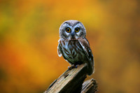 Saw-Whet_06