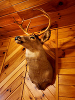 Deer_2