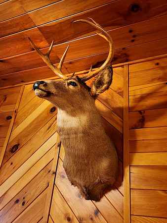 Deer_2