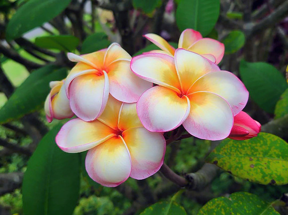 Plumeria