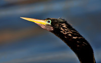 Anhingax