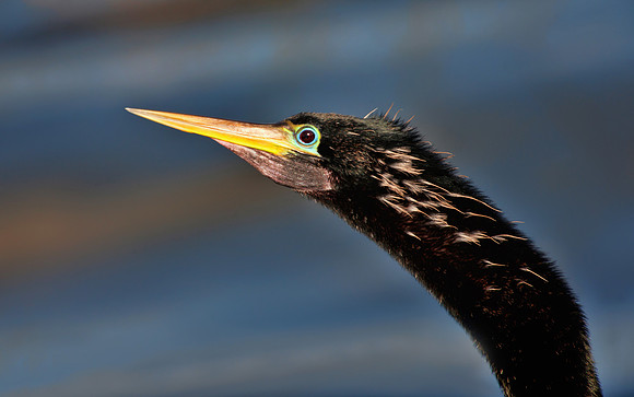 Anhingax