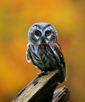 Northern Saw Whet Owl3_8x10