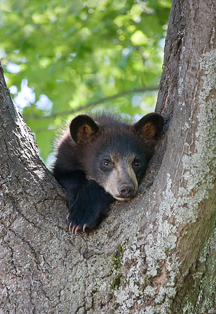 Bear Cubx