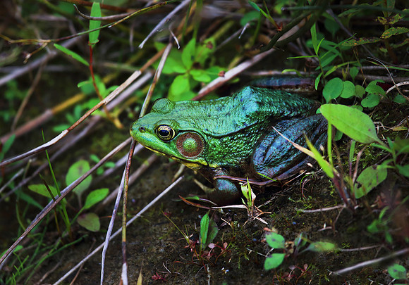 Green Frog