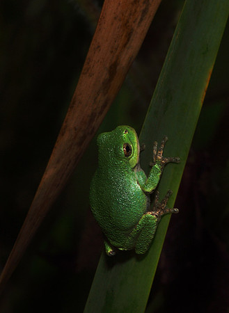 Tree Frog