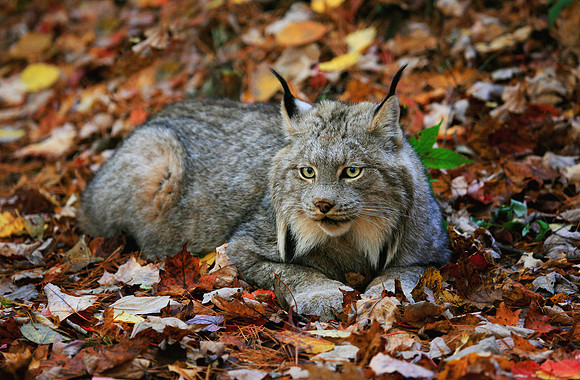 Lynx2