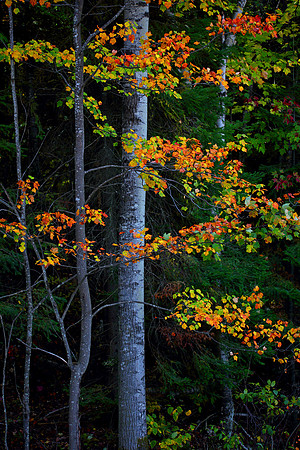 21324195814_65ecc2fdb3_o