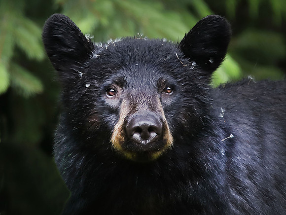 Black Bear BC1