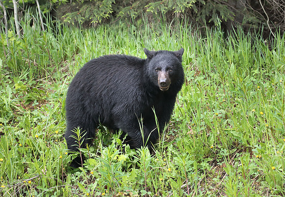 Black Bear BC2
