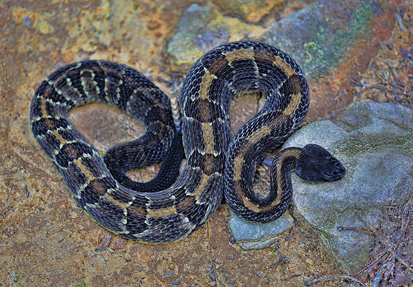 Timber Rattler