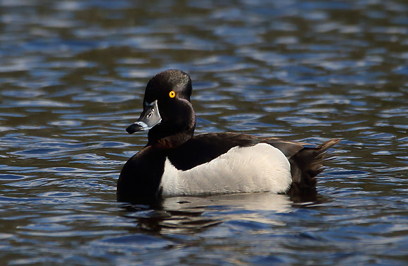 3V0A1209_ring-neck-duck
