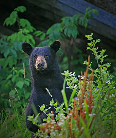 Standing Bear II