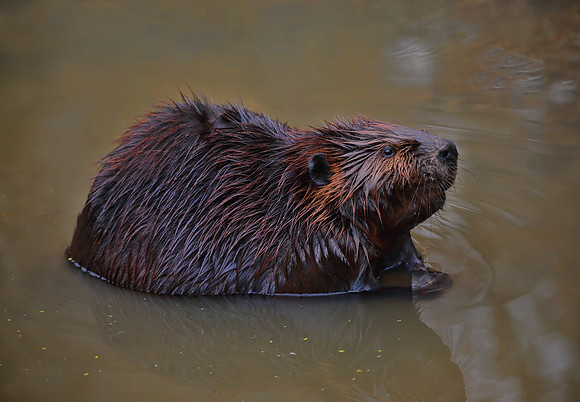 Beaver