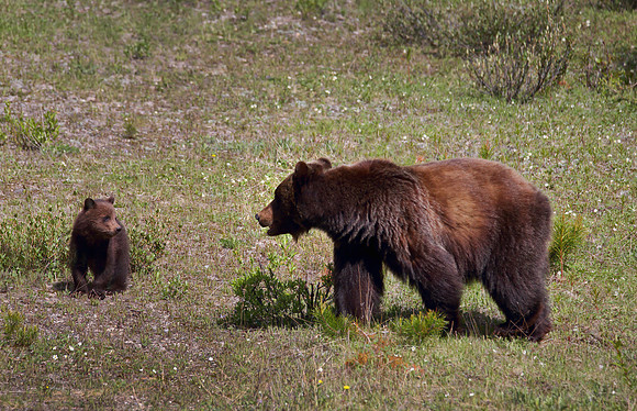 Mom and Baby Grizz
