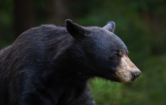 Black Bear profile
