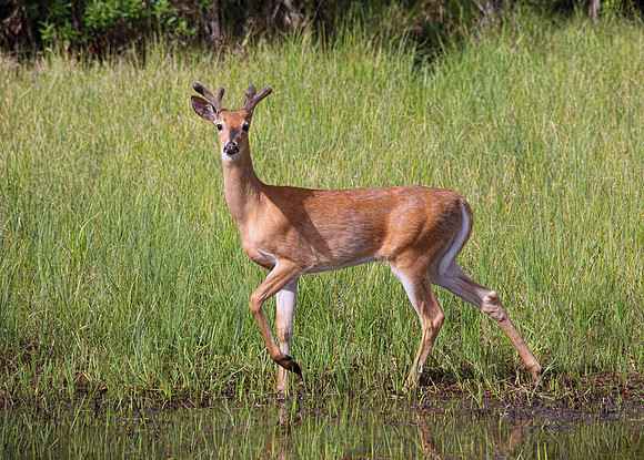 Whitetail