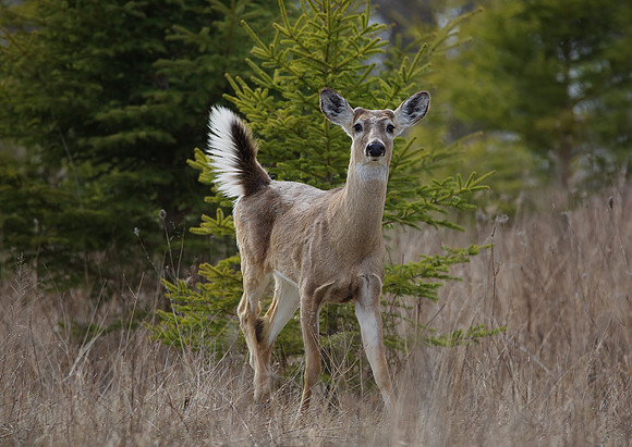 Doe1