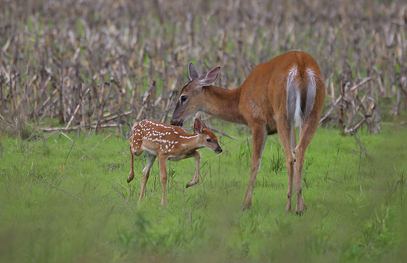doe5