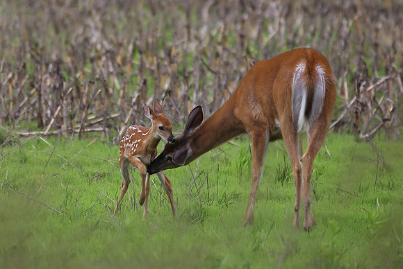 doe6