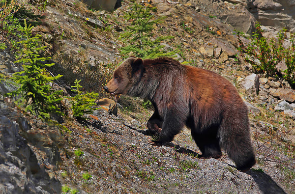 Grizzly_Bear_Sow