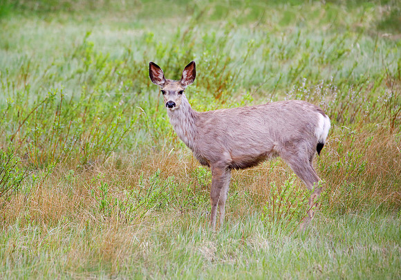 Mule deer doe