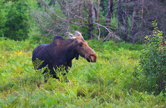 Moose Algonquin 3