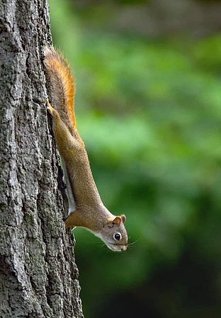 Squirrel